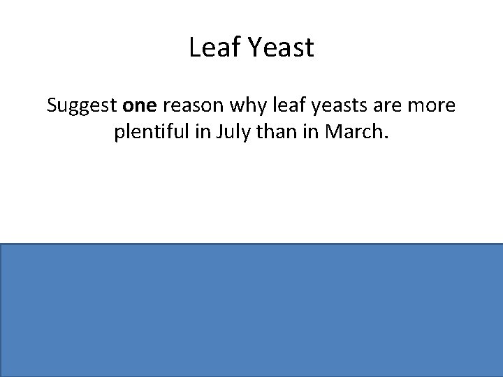 Leaf Yeast Suggest one reason why leaf yeasts are more plentiful in July than