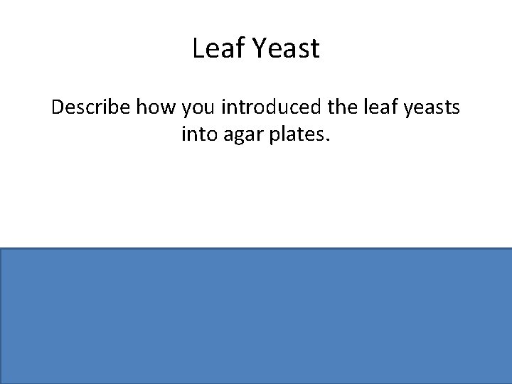 Leaf Yeast Describe how you introduced the leaf yeasts into agar plates. Description of