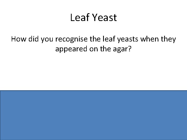 Leaf Yeast How did you recognise the leaf yeasts when they appeared on the