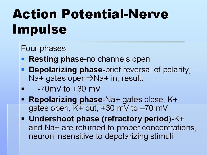 Action Potential-Nerve Impulse Four phases § Resting phase-no channels open § Depolarizing phase-brief reversal