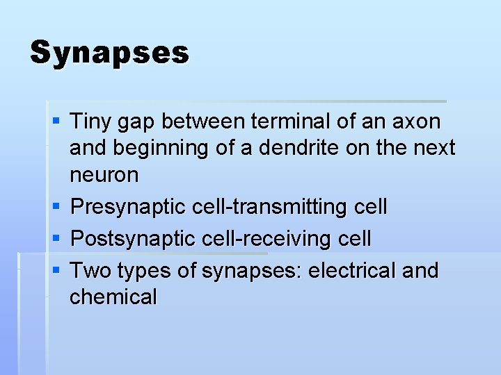 Synapses § Tiny gap between terminal of an axon and beginning of a dendrite