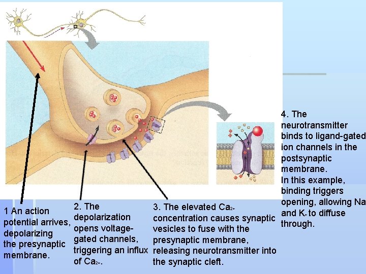 4. The neurotransmitter binds to ligand-gated ion channels in the postsynaptic membrane. In this