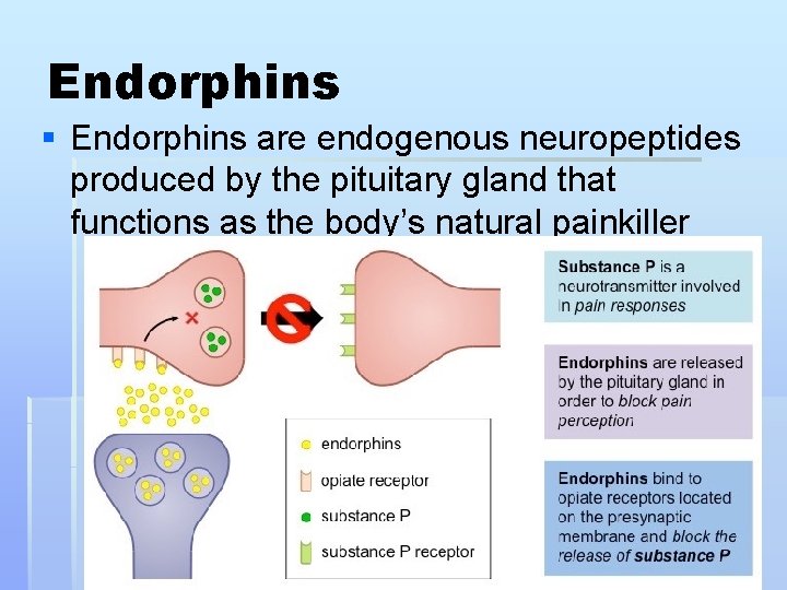 Endorphins § Endorphins are endogenous neuropeptides produced by the pituitary gland that functions as