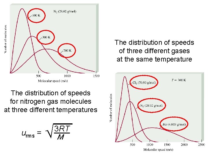 The distribution of speeds of three different gases at the same temperature The distribution