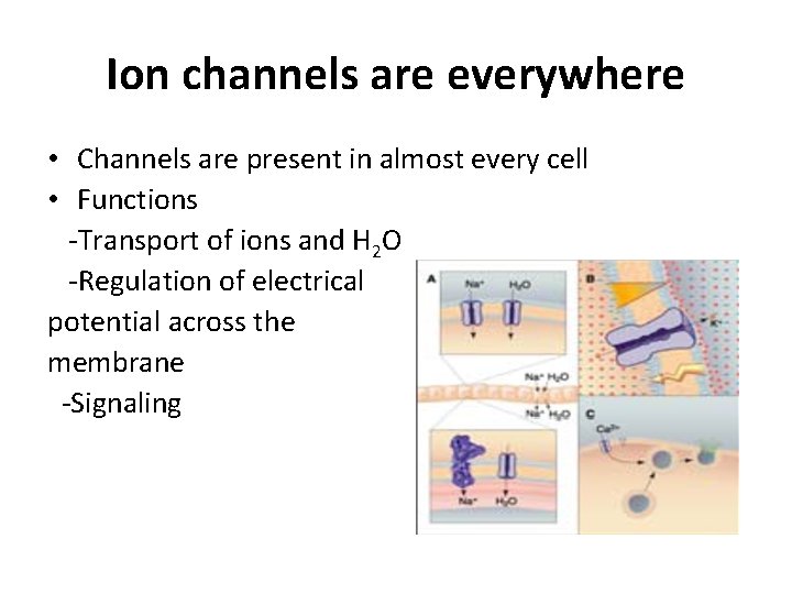 Ion channels are everywhere • Channels are present in almost every cell • Functions