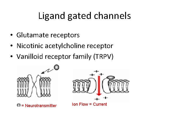 Ligand gated channels • Glutamate receptors • Nicotinic acetylcholine receptor • Vanilloid receptor family