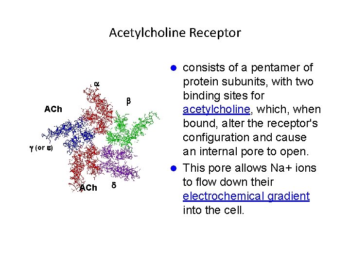 Acetylcholine Receptor consists of a pentamer of protein subunits, with two binding sites for