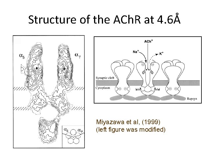 Structure of the ACh. R at 4. 6Å Miyazawa et al, (1999) (left figure