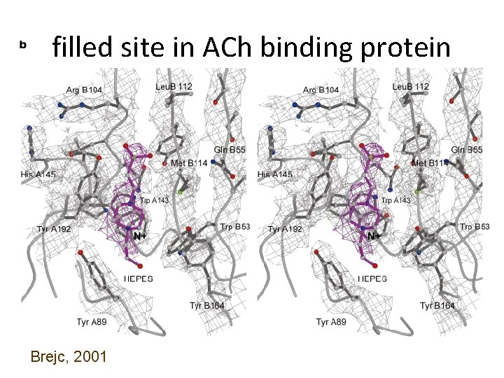 filled site in ACh binding protein Brejc, 2001 