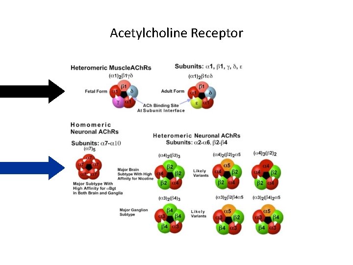 Acetylcholine Receptor 