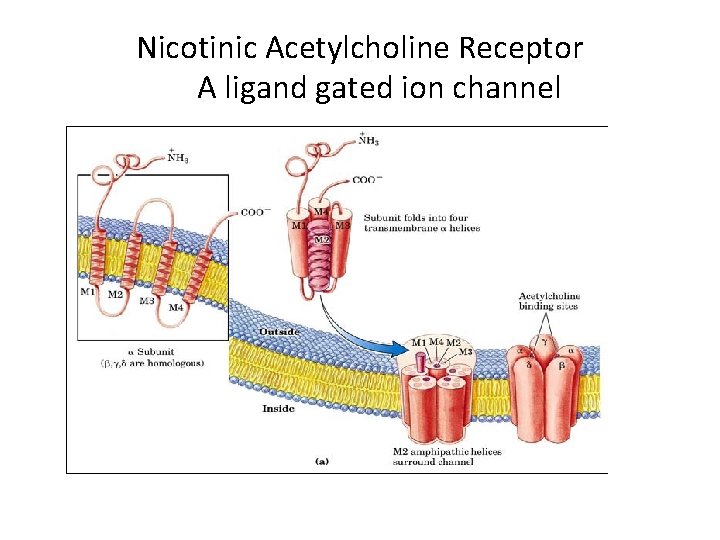 Nicotinic Acetylcholine Receptor A ligand gated ion channel 