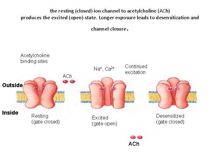 the resting (closed) ion channel to acetylcholine (ACh) produces the excited (open) state. Longer