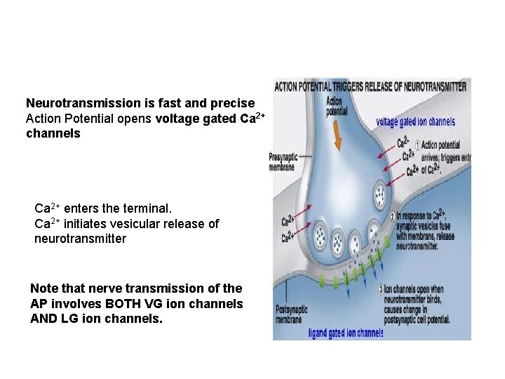 Neurotransmission is fast and precise Action Potential opens voltage gated Ca 2+ channels Ca
