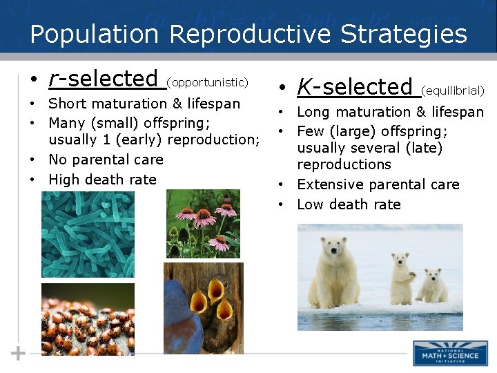 Population Reproductive Strategies • r-selected (opportunistic) • Short maturation & lifespan • Many (small)