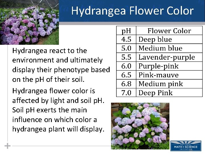 Hydrangea Flower Color Hydrangea react to the environment and ultimately display their phenotype based