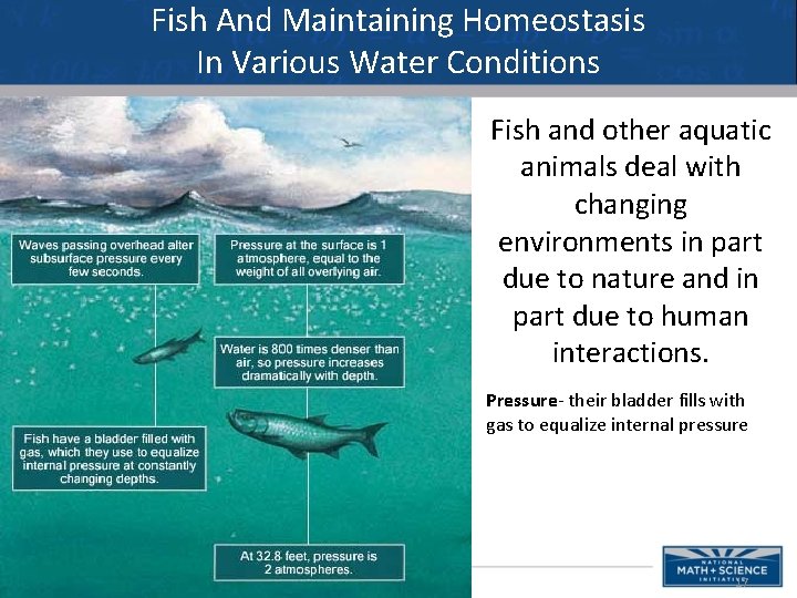 Fish And Maintaining Homeostasis In Various Water Conditions Fish and other aquatic animals deal