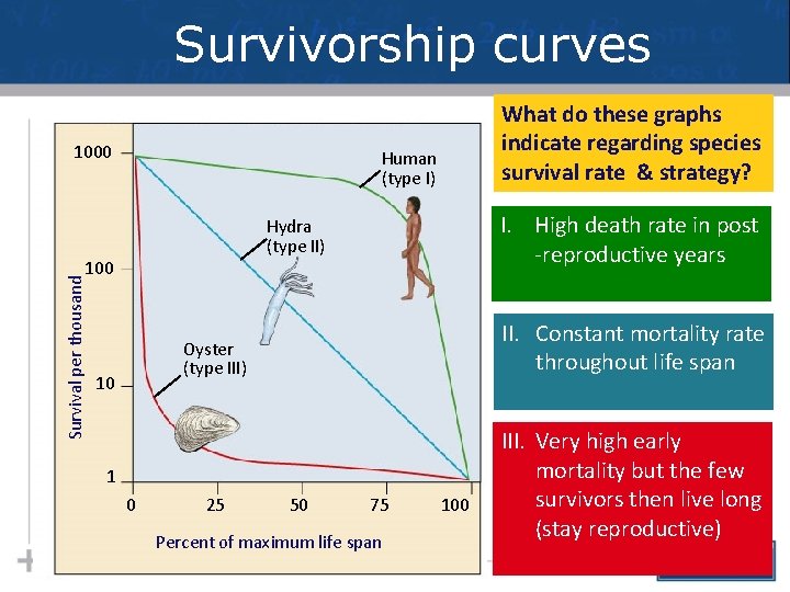 Survivorship curves 1000 Human (type I) I. High death rate in post -reproductive years