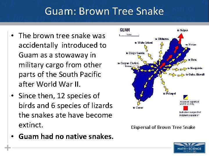 Guam: Brown Tree Snake • The brown tree snake was accidentally introduced to Guam
