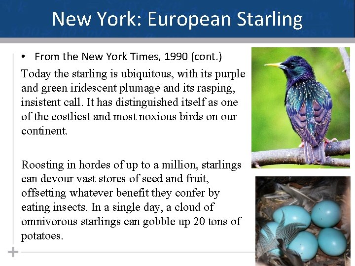 New York: European Starling • From the New York Times, 1990 (cont. ) Today