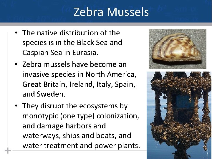 Zebra Mussels • The native distribution of the species is in the Black Sea