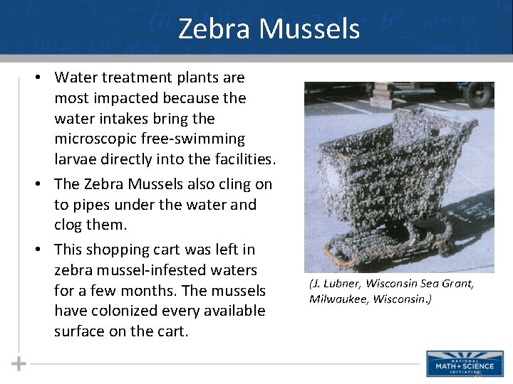 Zebra Mussels • Water treatment plants are most impacted because the water intakes bring