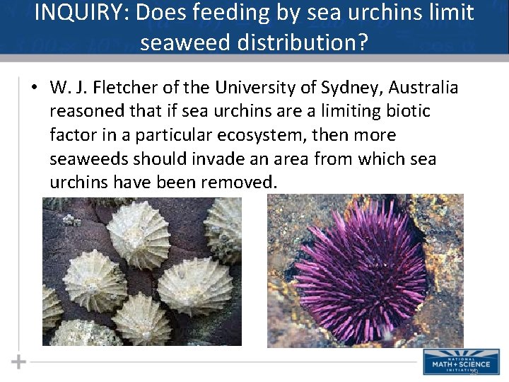 INQUIRY: Does feeding by sea urchins limit seaweed distribution? • W. J. Fletcher of