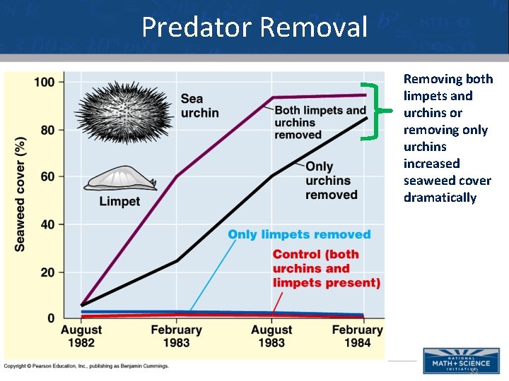 Predator Removal Removing both limpets and urchins or removing only urchins increased seaweed cover