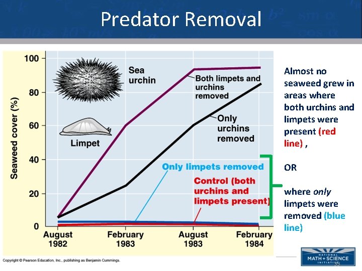 Predator Removal Almost no seaweed grew in areas where both urchins and limpets were