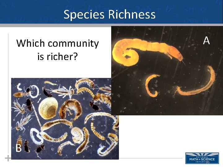 Species Richness Which community is richer? A B 39 
