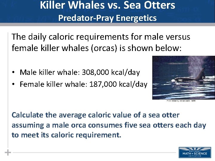 Killer Whales vs. Sea Otters Predator-Pray Energetics The daily caloric requirements for male versus