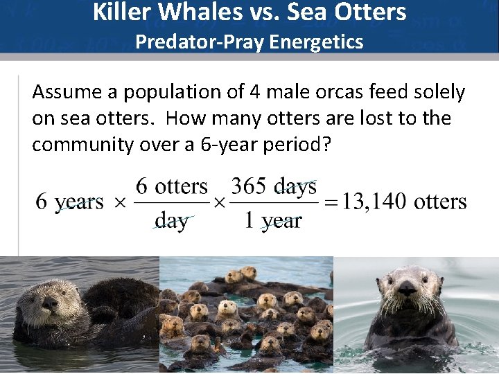 Killer Whales vs. Sea Otters Predator-Pray Energetics Assume a population of 4 male orcas
