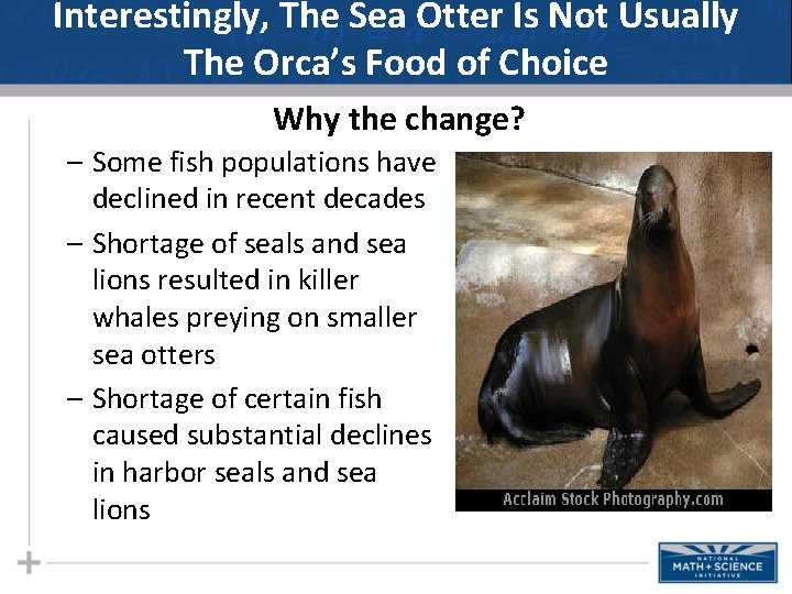 Interestingly, The Sea Otter Is Not Usually The Orca’s Food of Choice Why the