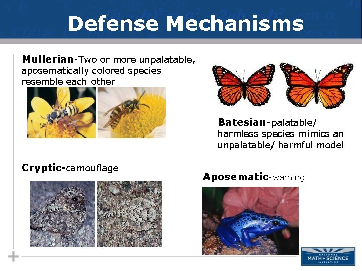 Defense Mechanisms Mullerian-Two or more unpalatable, aposematically colored species resemble each other Batesian-palatable/ harmless