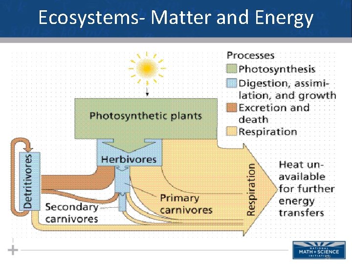 Ecosystems- Matter and Energy 58 