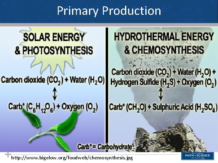 Primary Production http: //www. bigelow. org/foodweb/chemosynthesis. jpg 59 