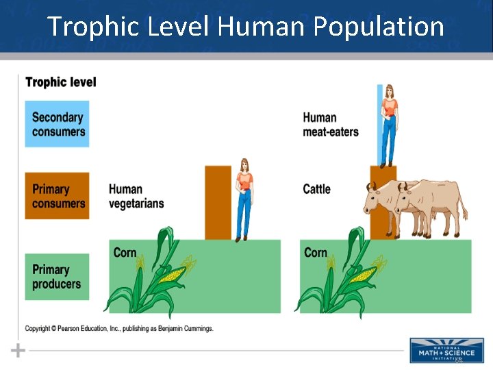 Trophic Level Human Population 64 