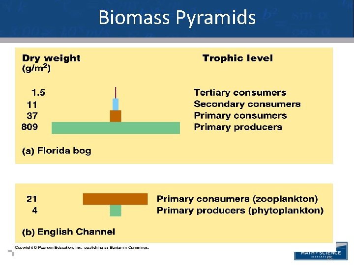 Biomass Pyramids • I think this slide should go up with the other pyramid