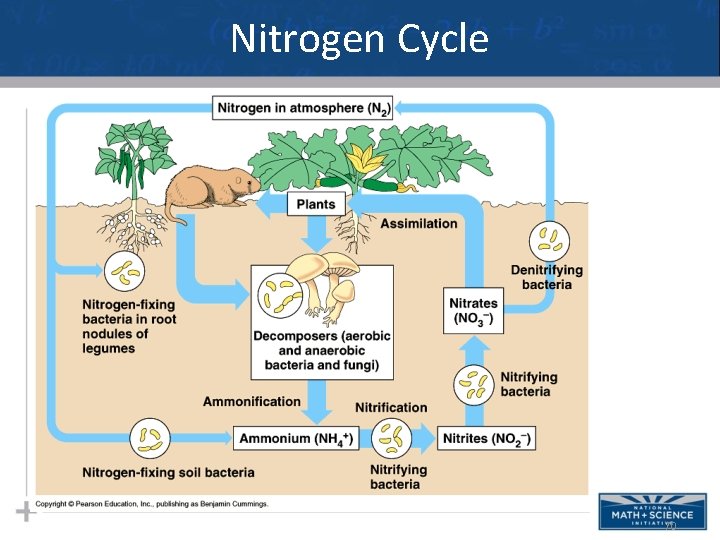 Nitrogen Cycle 70 