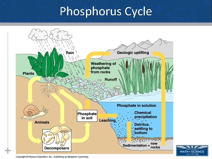Phosphorus Cycle 71 