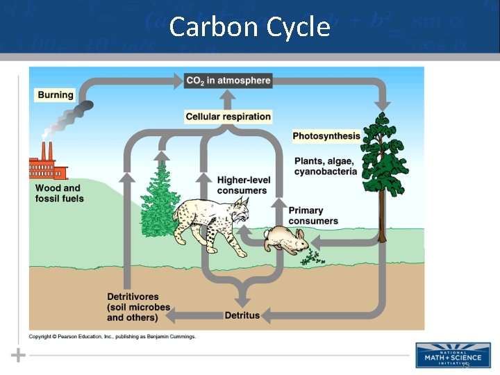 Carbon Cycle 73 