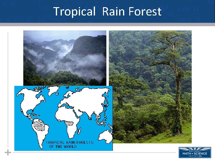 Tropical Rain Forest 77 