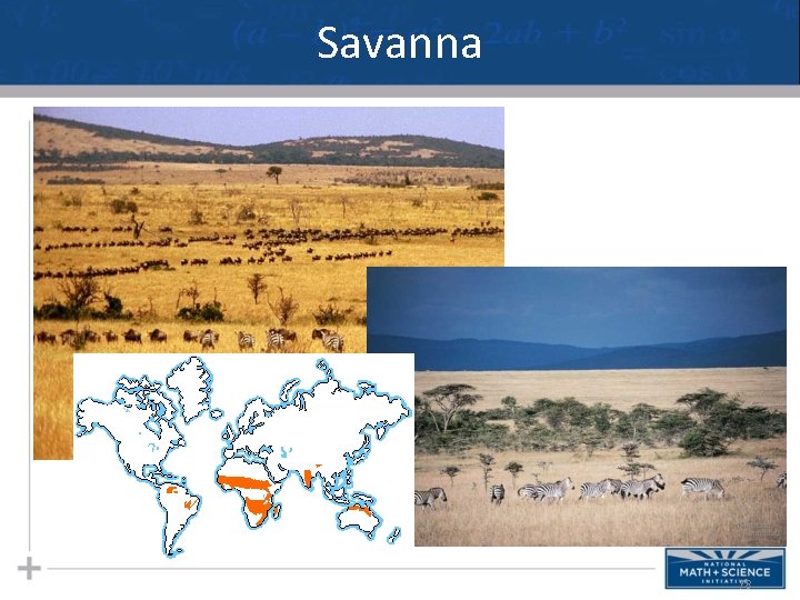 Savanna 78 