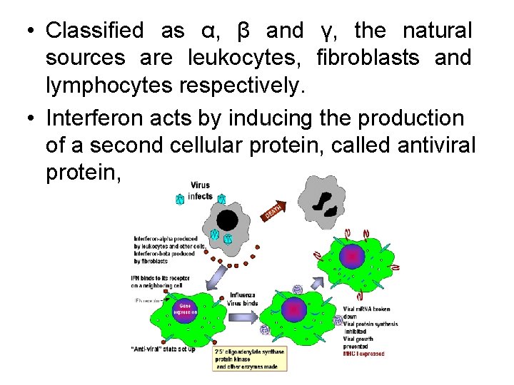  • Classified as α, β and γ, the natural sources are leukocytes, fibroblasts