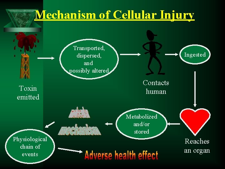 Mechanism of Cellular Injury Transported, dispersed, and possibly altered Toxin emitted Ingested Contacts human