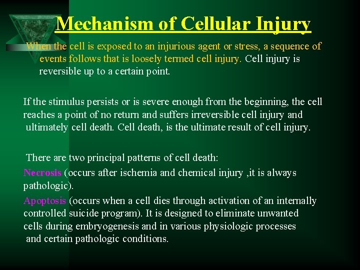 Mechanism of Cellular Injury When the cell is exposed to an injurious agent or