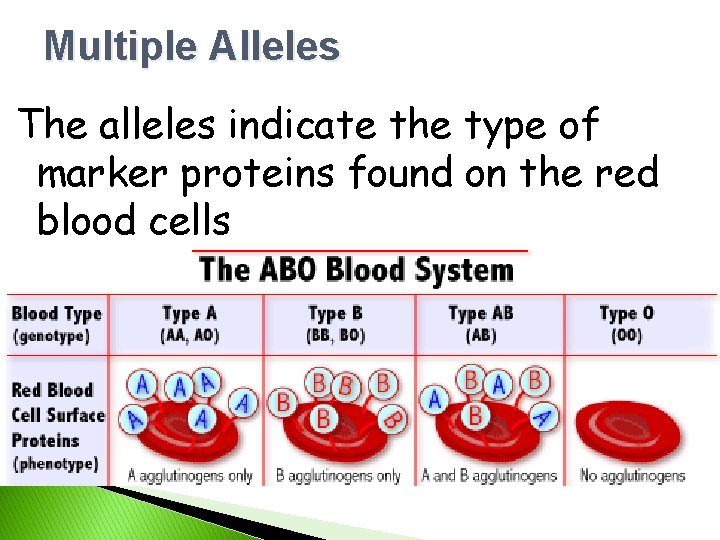 Multiple Alleles The alleles indicate the type of marker proteins found on the red