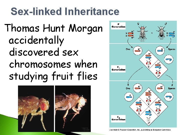 Sex-linked Inheritance Thomas Hunt Morgan accidentally discovered sex chromosomes when studying fruit flies 