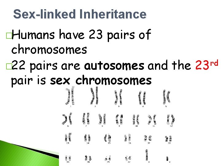 Sex-linked Inheritance �Humans have 23 pairs of chromosomes � 22 pairs are autosomes and