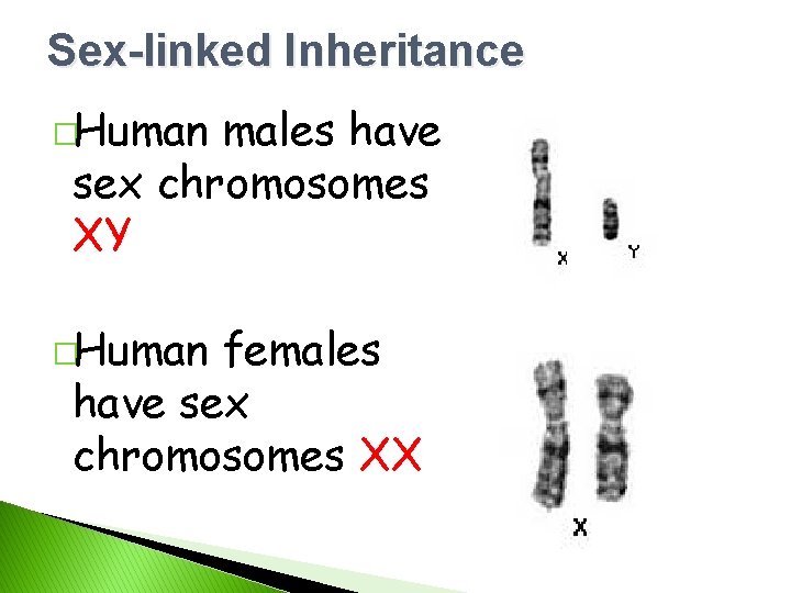 Sex-linked Inheritance �Human males have sex chromosomes XY �Human females have sex chromosomes XX