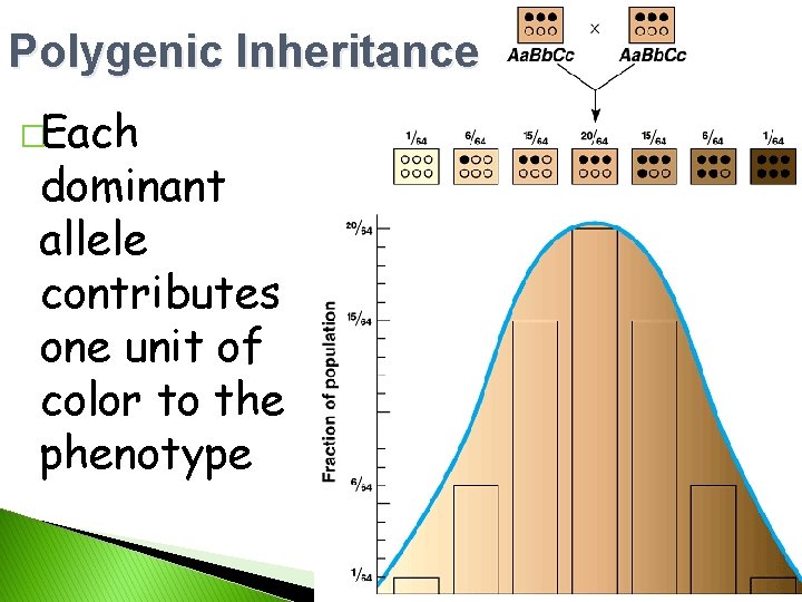 Polygenic Inheritance �Each dominant allele contributes one unit of color to the phenotype 